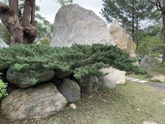 Juniperus procumbens