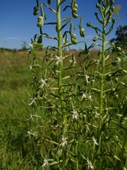 Habenaria schimperiana