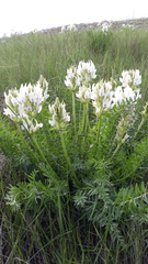 Oxytropis muricata