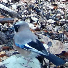 Garrulus glandarius japonicus