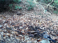 Garrulus glandarius japonicus