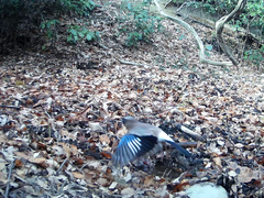 Garrulus glandarius japonicus