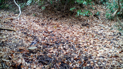 Garrulus glandarius japonicus