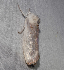 Cryptophasa gypsomera