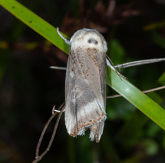 Cryptophasa gypsomera
