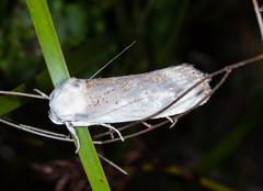 Cryptophasa gypsomera