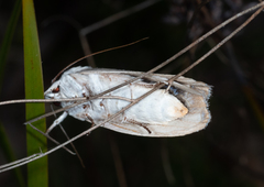 Cryptophasa gypsomera