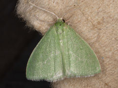 Synchlora faseolaria