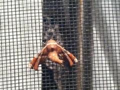 Eutelia pulcherrimus