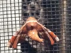 Eutelia pulcherrimus