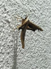 Meskea dyspteraria