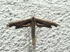 Meskea dyspteraria