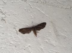 Protoproutia laredoata