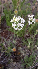 Smelowskia alba