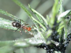 Myrmecocystus melliger
