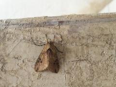 Purius superpulverea