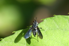 Hermyini