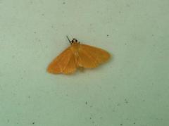 Phostria citrinalis