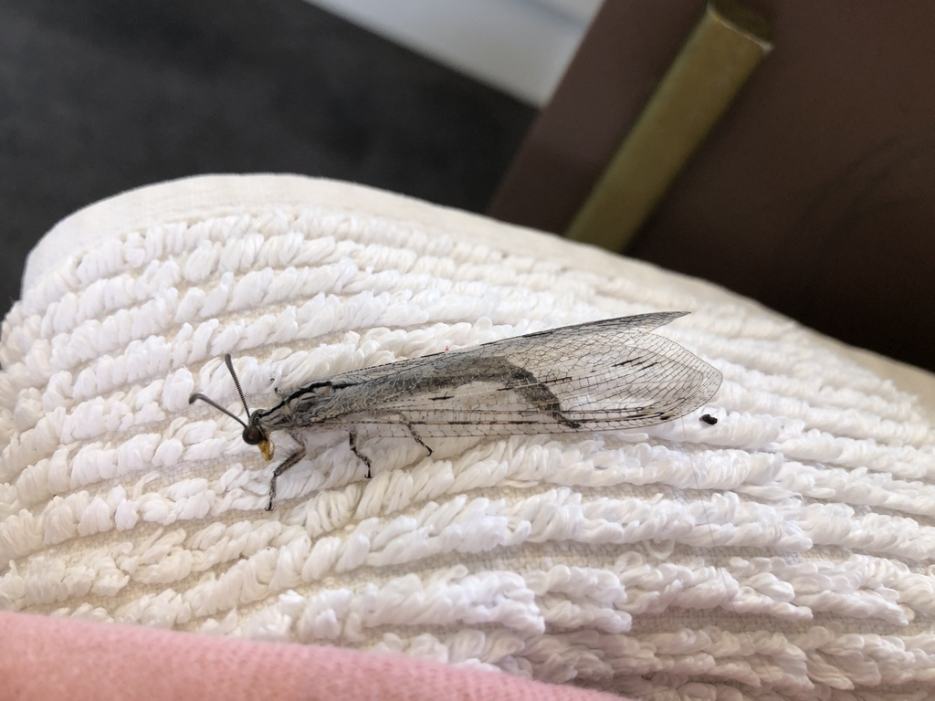 Heoclisis fundata from Fryer St, Hallett Cove, SA, AU on February 16