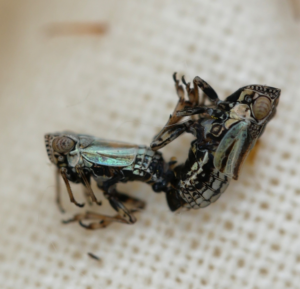 Nenema histrionicum