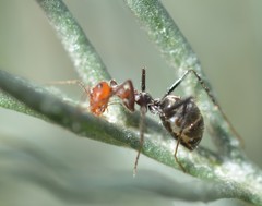 Myrmecocystus melliger