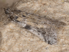 Laetilia dilatifasciella