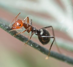 Myrmecocystus melliger
