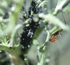 Myrmecocystus melliger