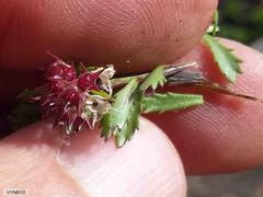 Lobelia jasionoides