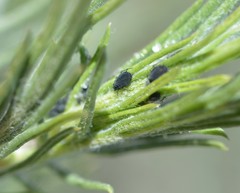 Myrmecocystus melliger