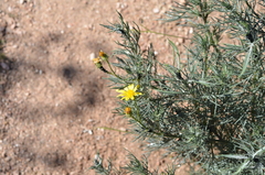 Myrmecocystus melliger