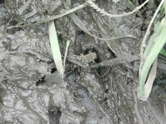 Rhinella horribilis