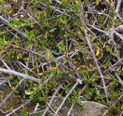 Coprosma cheesemanii