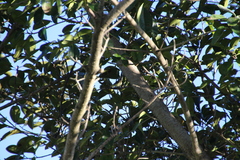Vireo philadelphicus