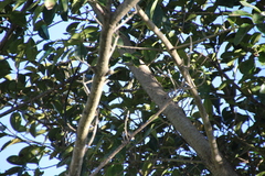 Vireo philadelphicus