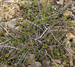 Coprosma cheesemanii