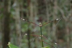 Candovia annulata