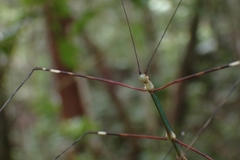 Candovia annulata
