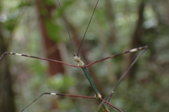 Candovia annulata