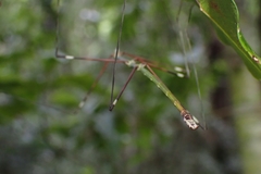 Candovia annulata