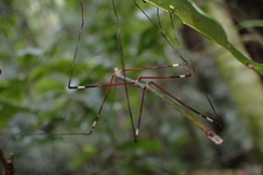 Candovia annulata