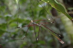 Candovia annulata