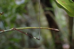 Candovia annulata
