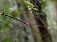 Candovia annulata