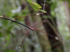 Candovia annulata