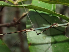 Candovia annulata