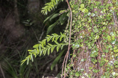 Tmesipteris sigmatifolia