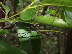 Candovia annulata