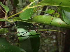 Candovia annulata