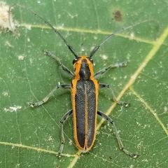 Saperda lateralis